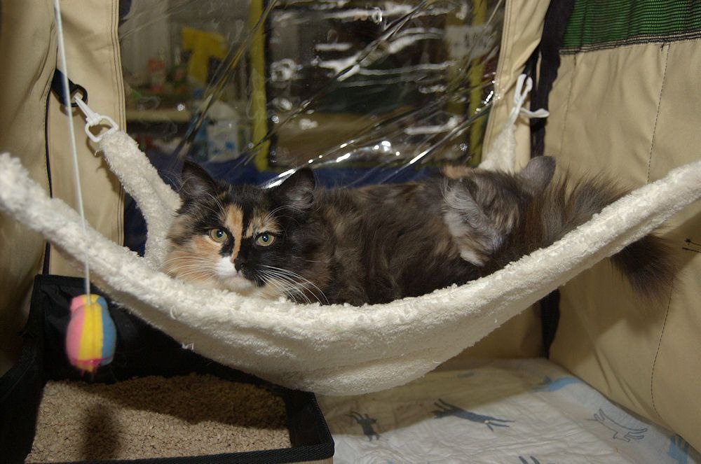 RussianIrbis Iskra & Ivolga