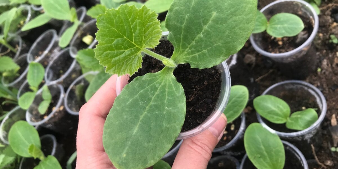 Третий сезон сею семена в кипяток — всходят совсем иначе