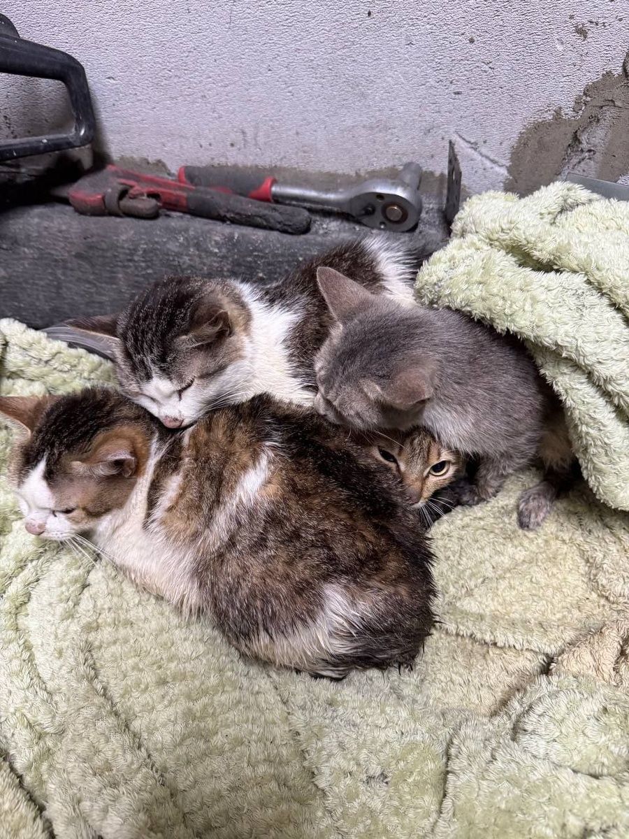 На фото 4 котика, пятый проявил признаки жизни немного позже, отогревшись в тепле