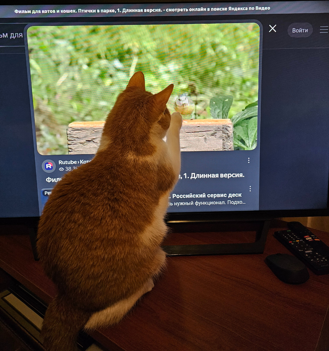 Мистр кот добрался до телевизора, который никто не смотрит. 