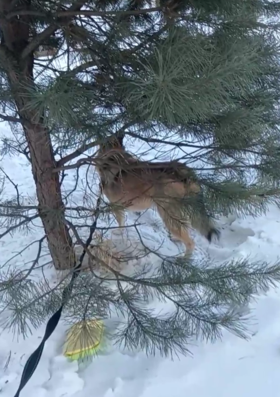 Может лучше под ёлочкой спрятаться, пока кто-то гавкает?