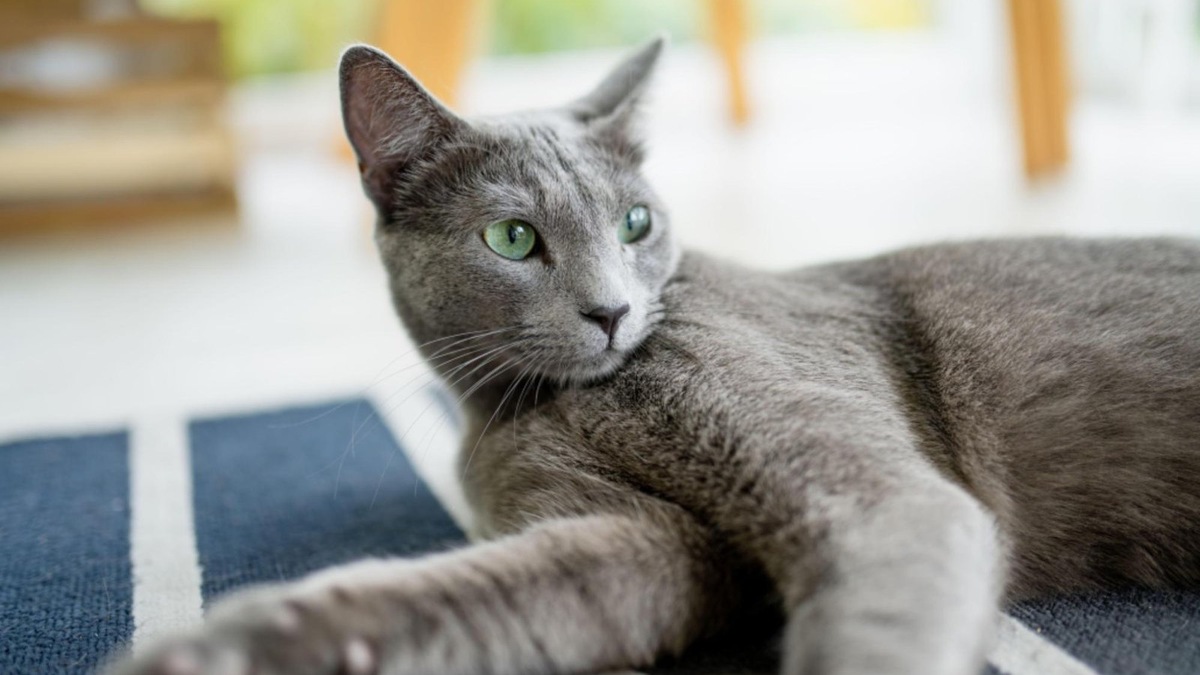    Порода не гарантирует точный «мэтч», но повышает его шансы