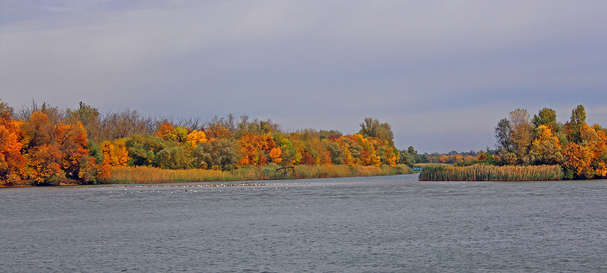 Дон. Яндекс Картинки