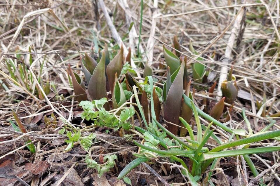 фото из чата Дачный агроном