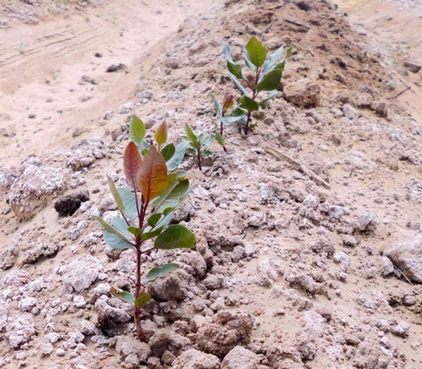 Пробиваются к жизни