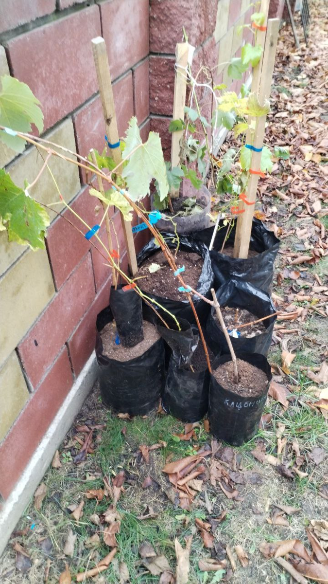 Саженцы винограда