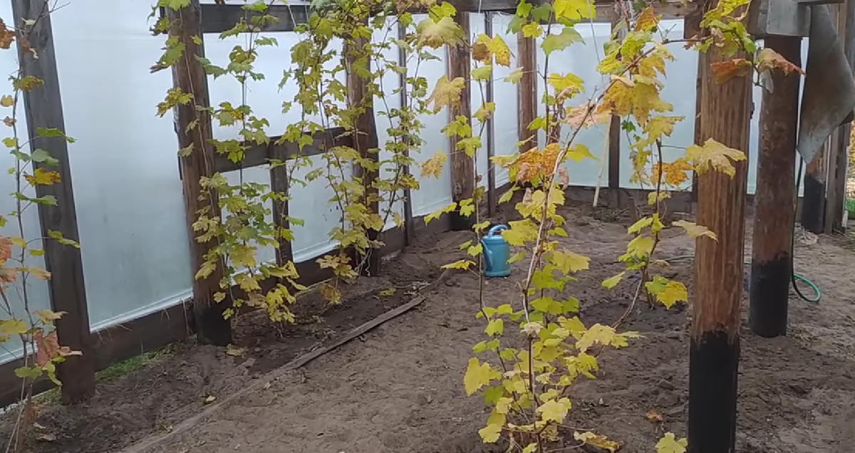 Тут растут почти одни кишмиши.