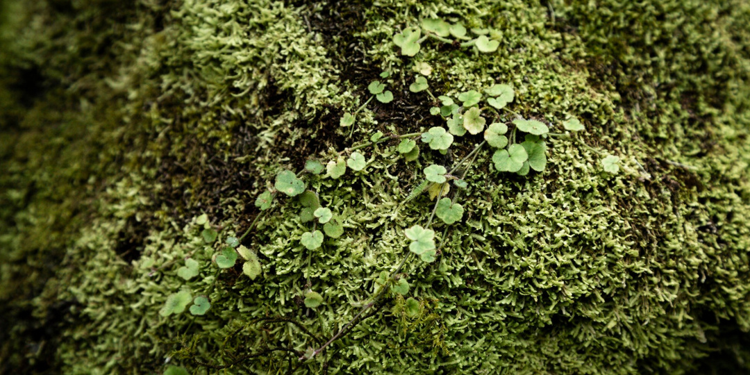 Мох выдаст убийцу: ученые нашли неожиданного свидетеля преступлений