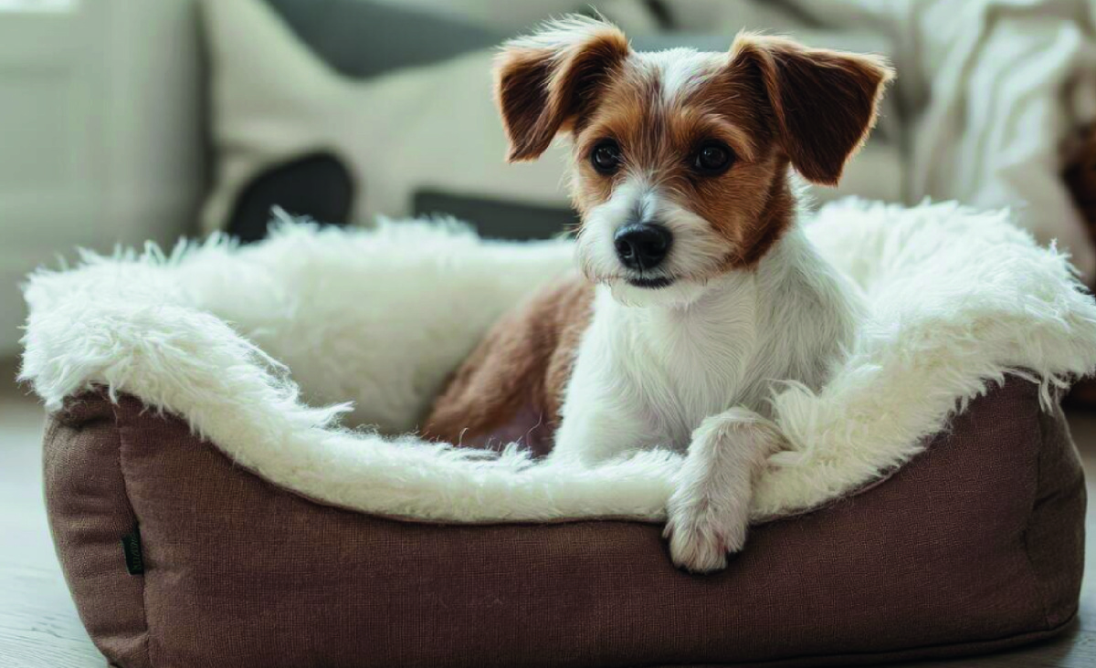 Мягкая и теплая лежанка для собаки. Фото: vecteezy.com.