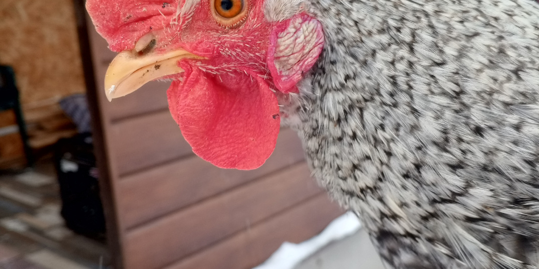 Наш необычный подарок на Новый год