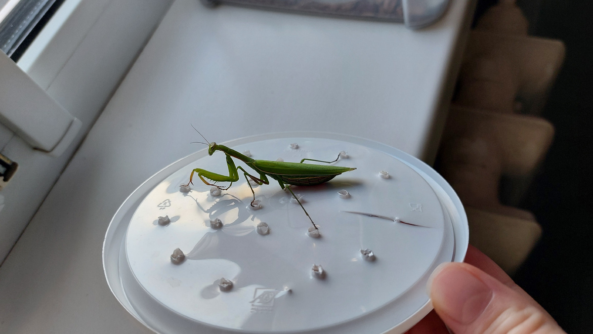 Всё-таки добился своего и богомол у него был. Сам заработал, сам купил, потом же попросил меня продать - наигрался, удовлетворился.