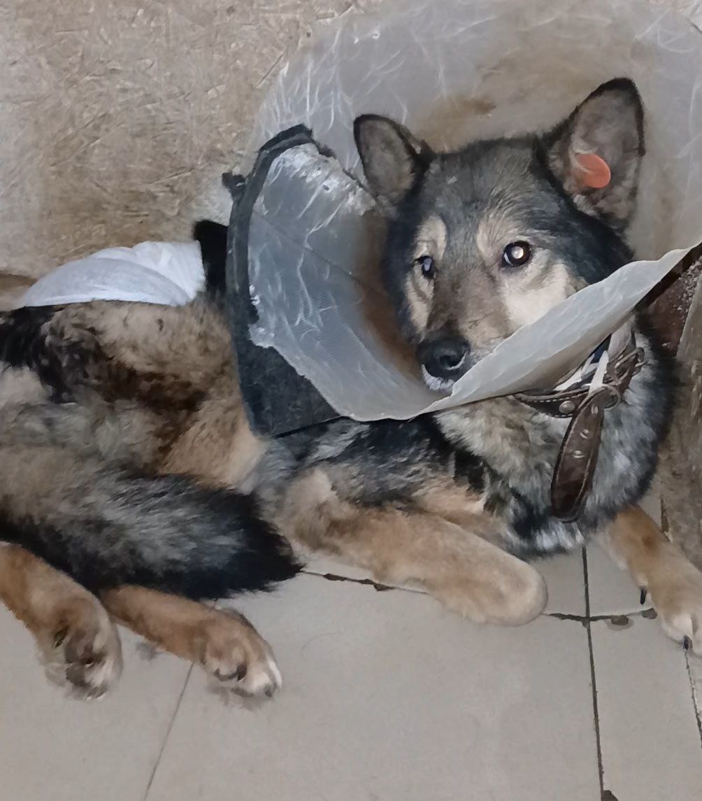 Лесси на лечении в вет.блоке приюта