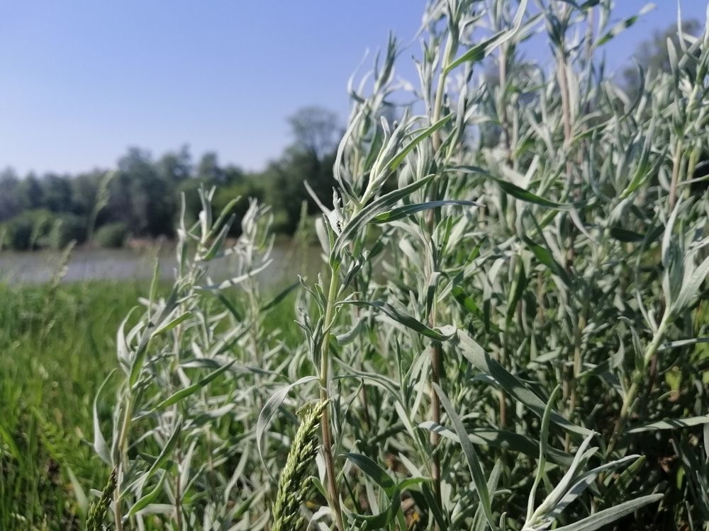 Полынь эстрагонная (лат. Artemísia dracúnculus), фото автора 🤳