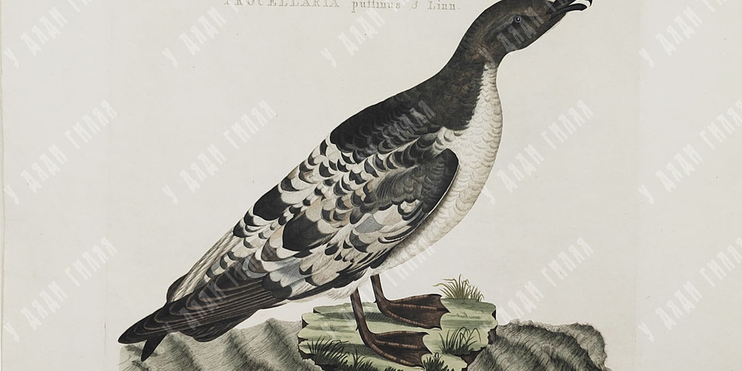 «Находки». Золотой век голландской орнитологии 🕊️