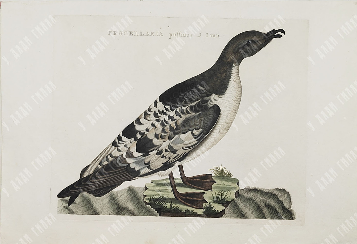 Мэнский буревестник (1809)