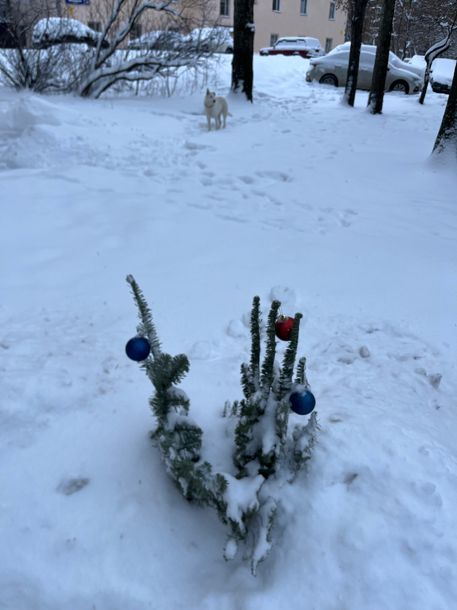 Елки лишние я воткнула у подъезда перед Новым годом 