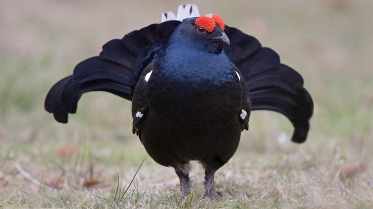 Тетерев-косач