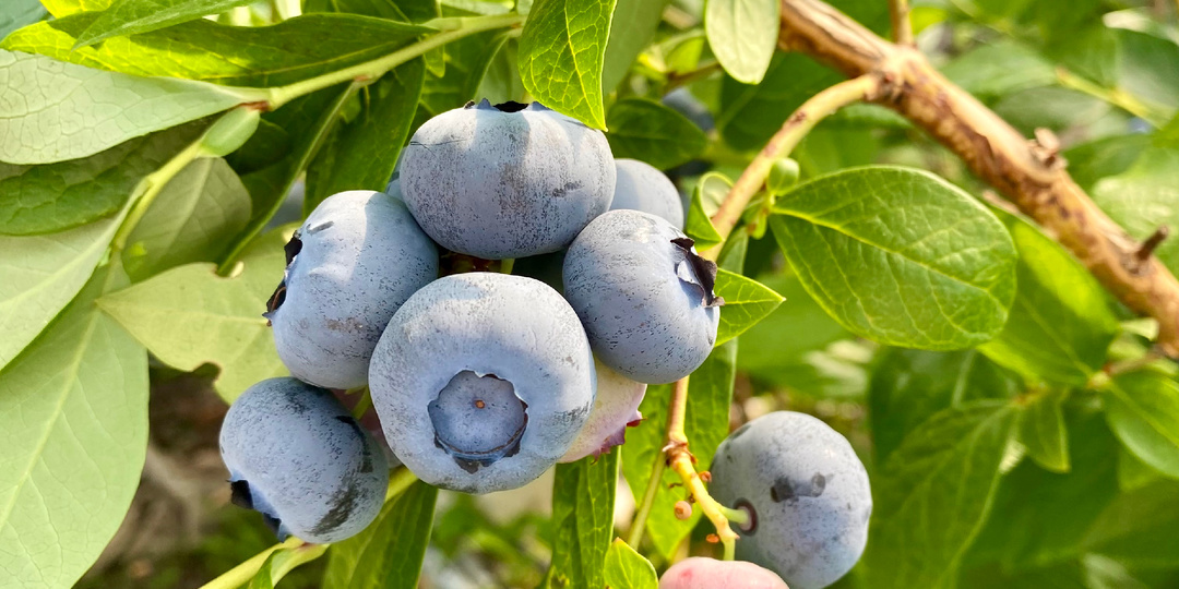 Микориза для голубики: как вырастить дома, если в магазинах её нет