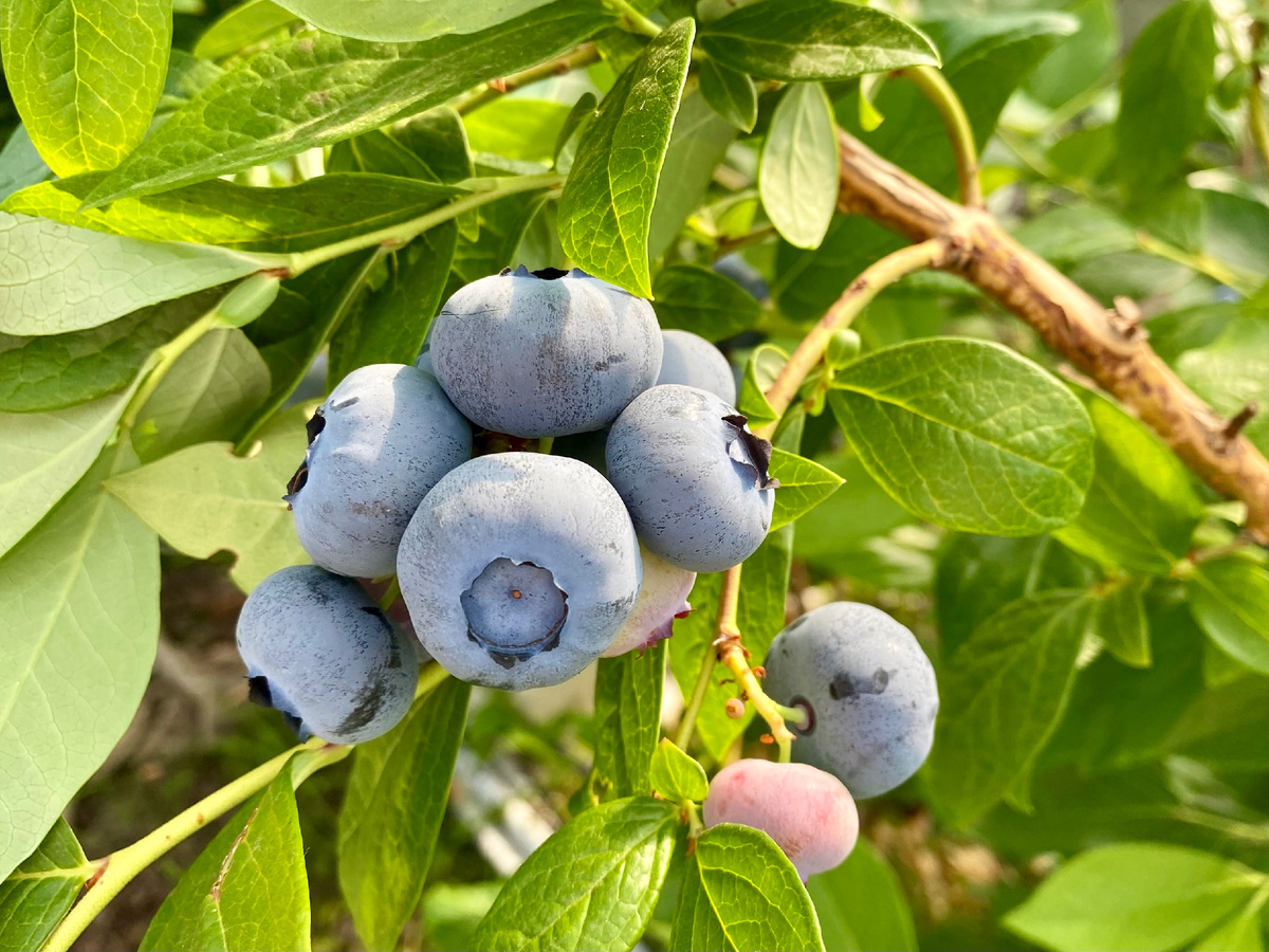 Микориза для голубики: как вырастить дома, если в магазинах её нет.