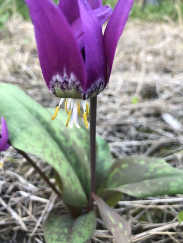 Кандык сибирский 