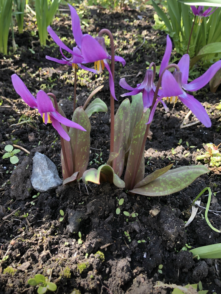 Кандык сибирский 