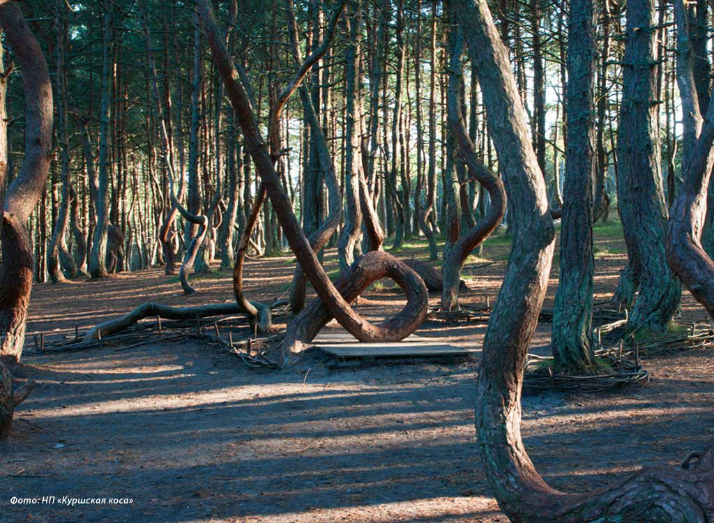 Фото: НП "Куршская коса"