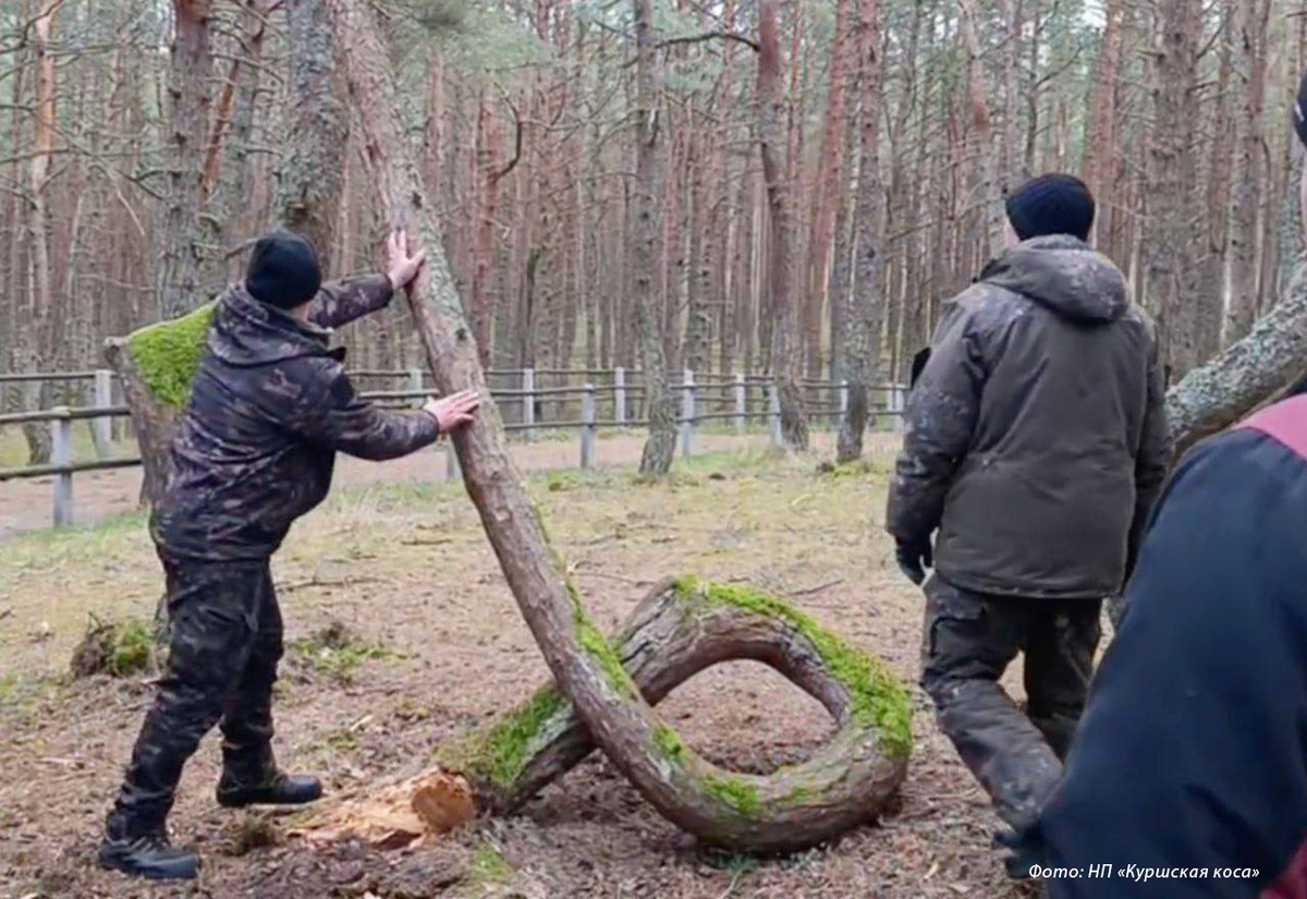 Фото: НП "Куршская коса"