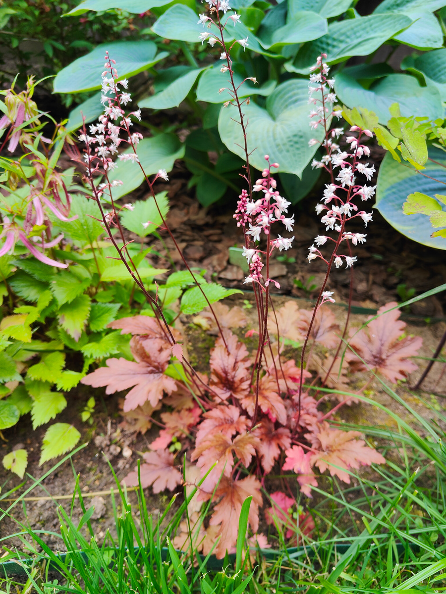 Начало июля.