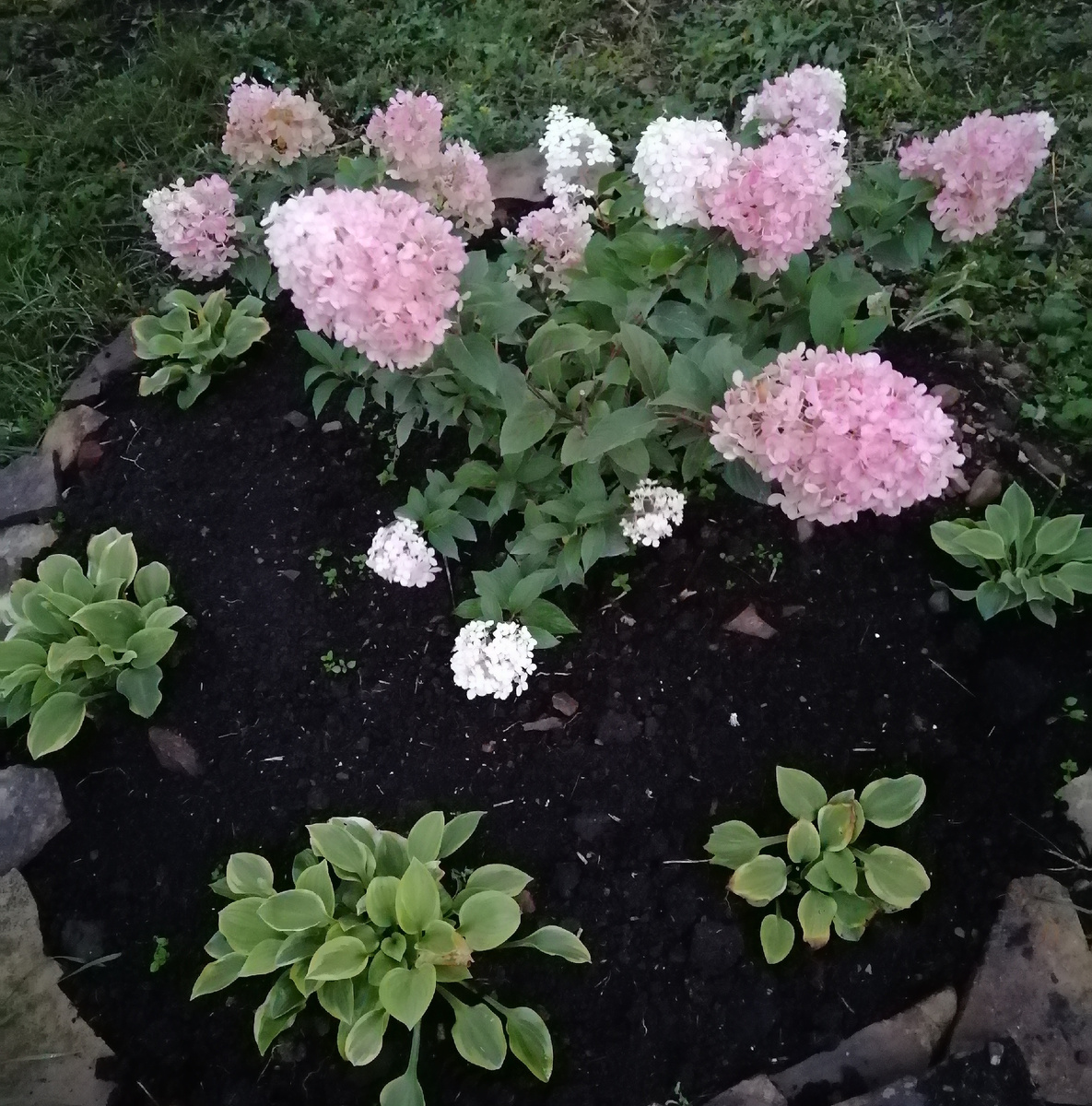 Ванилла Фрейз. Четвертый год после посадки. 