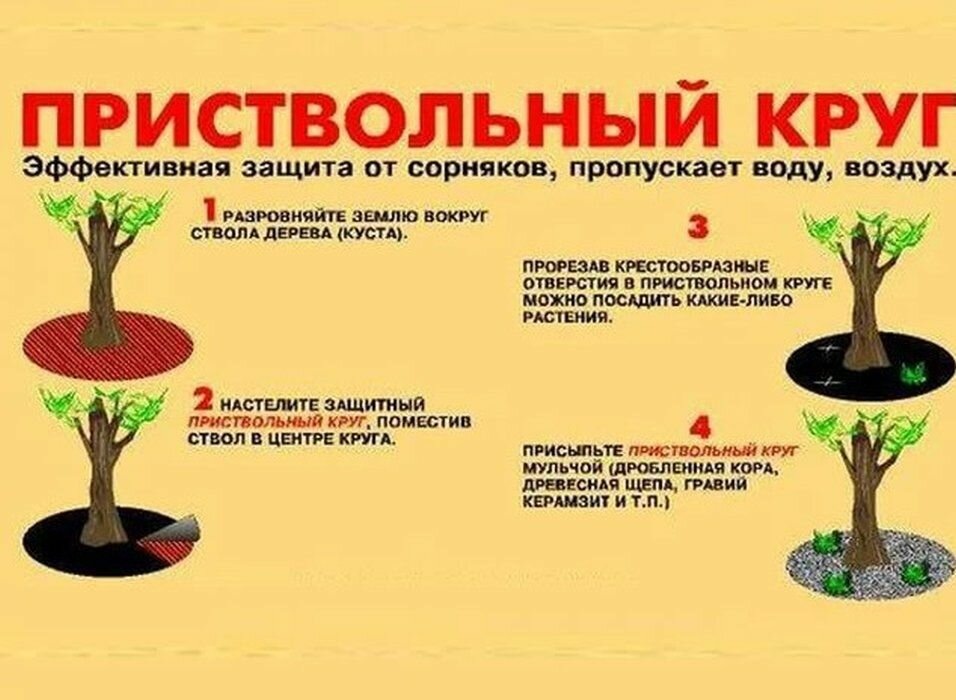 Мульчирование приствольных кругов