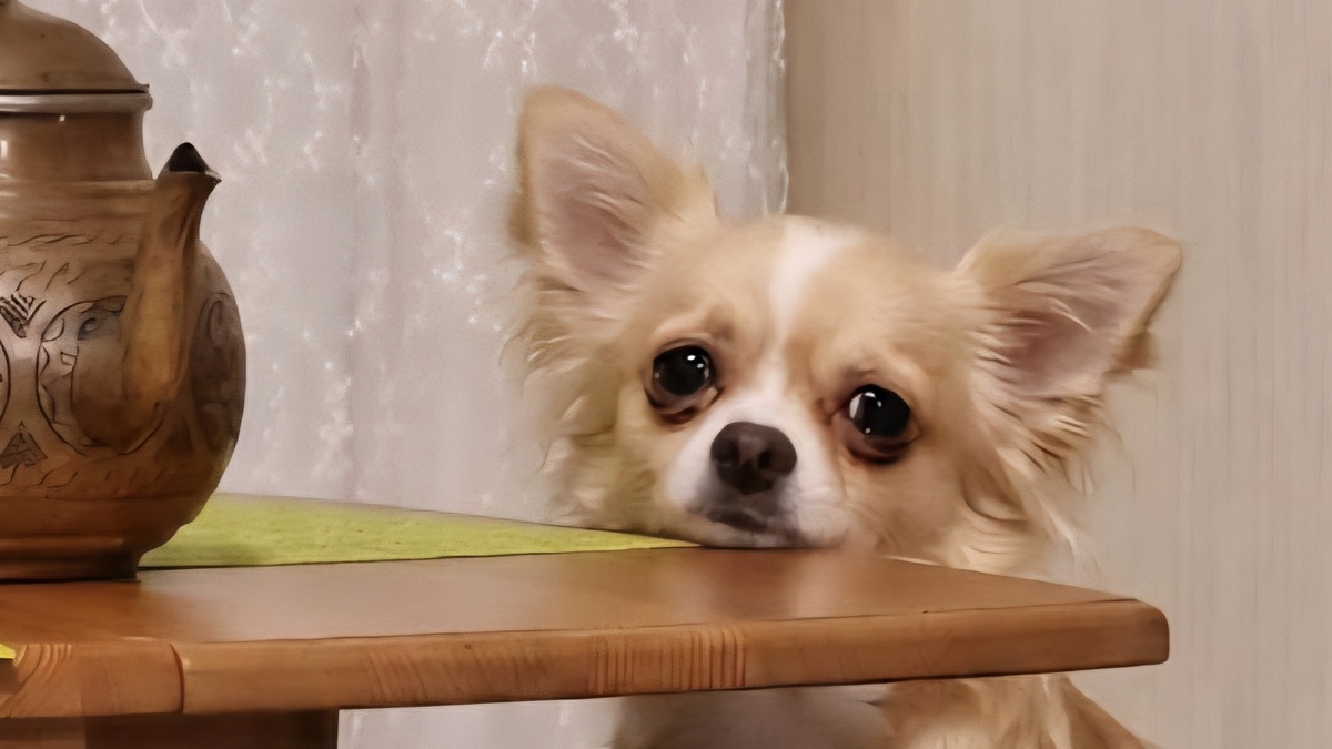 Не ведитесь! Это спектакль! Говорю я, а сама... 🤦‍♀️