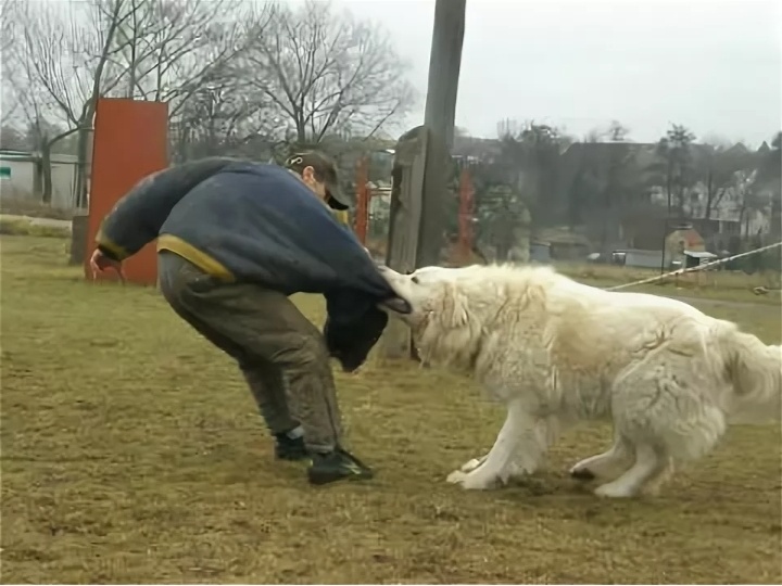 Почему лучше "голыми руками" не встречаться с этими породами собак