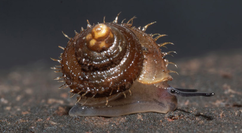 Самка Lagocheilus hayaomiyazakii.