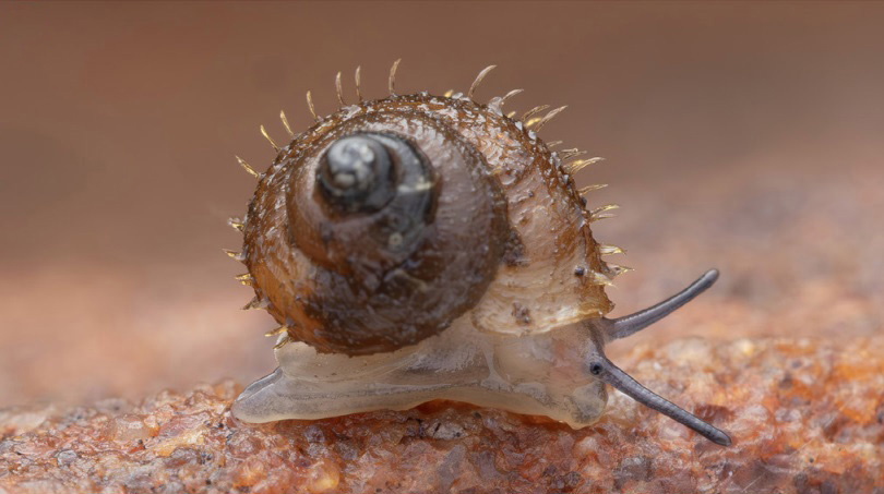 Самец Lagocheilus hayaomiyazakii.