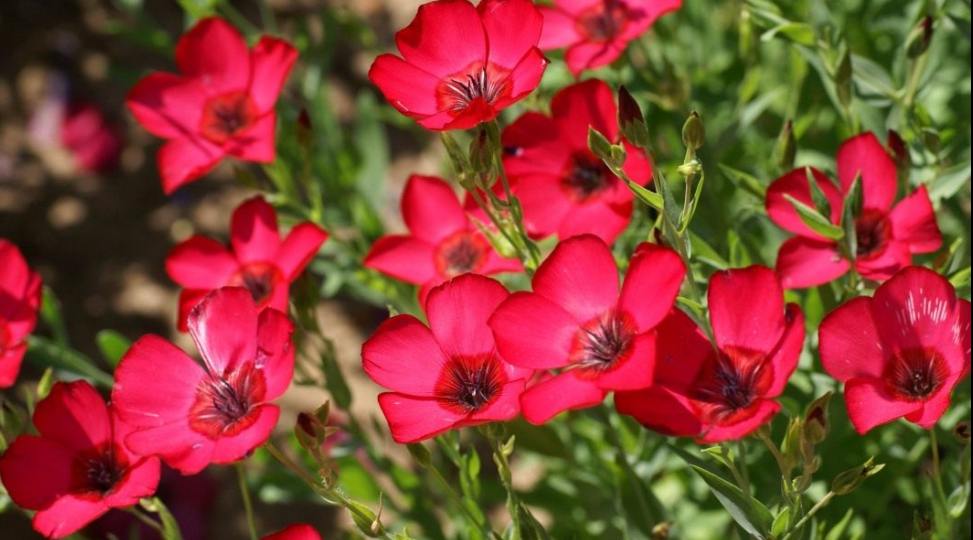 Без мучений с рассадой: 20 садовых цветов, которые лучше сеять прямо в грунт