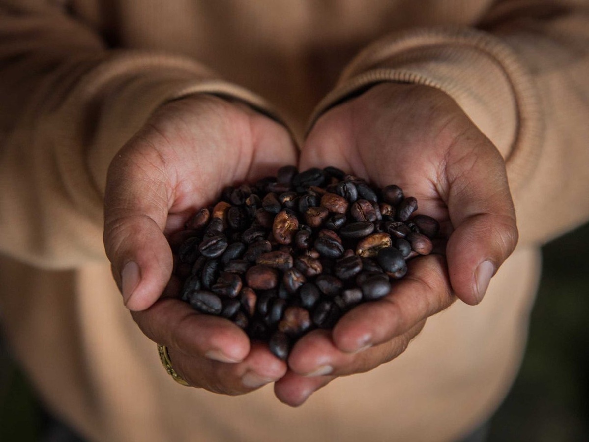 Это не то, как кофе выглядит в дикой природе.