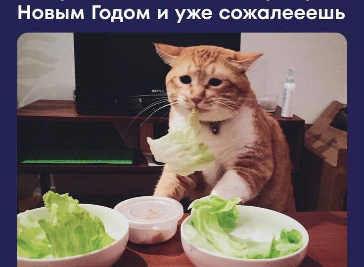 Пушистый юмор