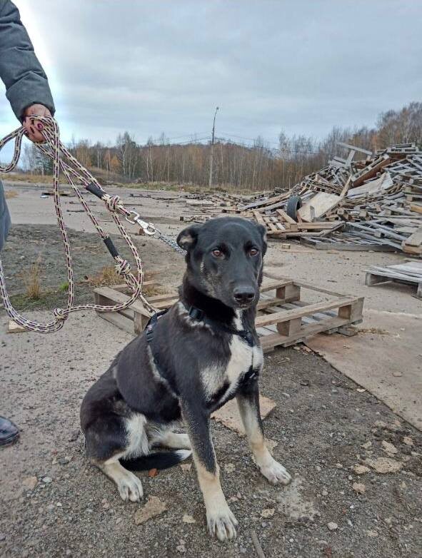 Заловили. Обещают светлое будущее