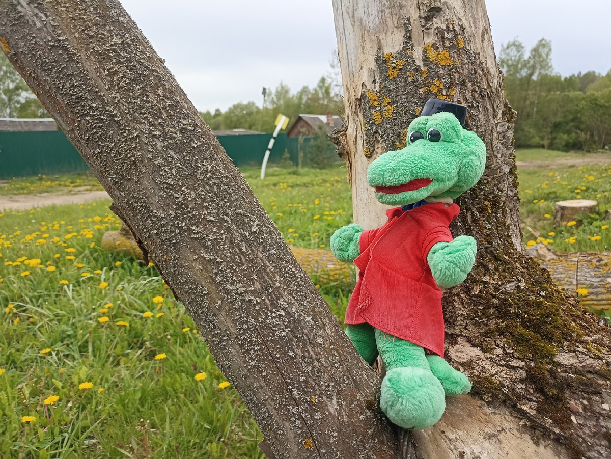 Крокодил на дереве