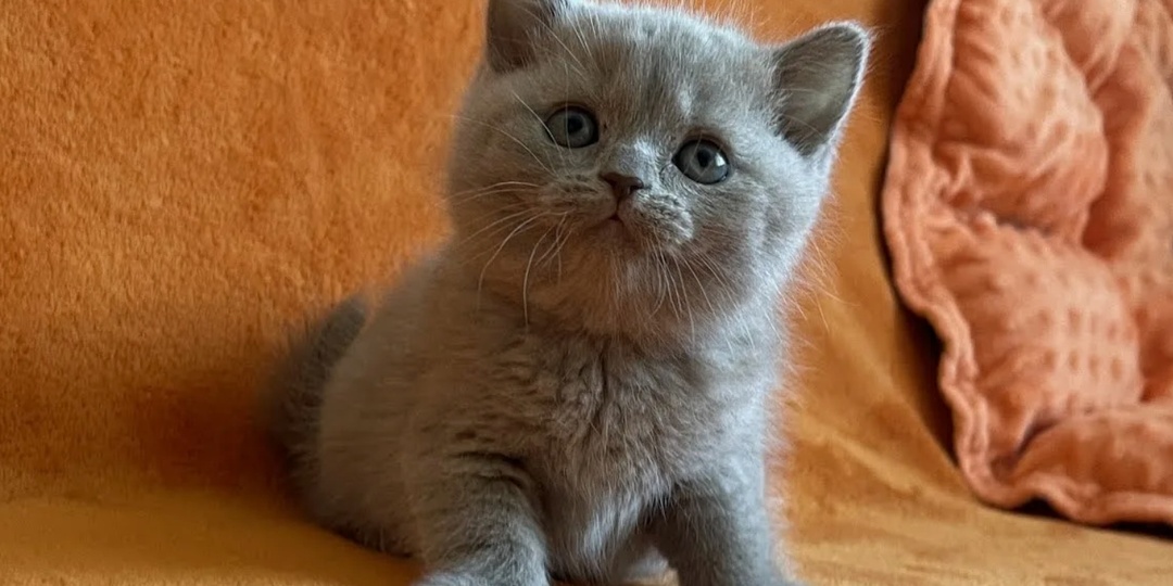 милые зверюшки 3 часть💗