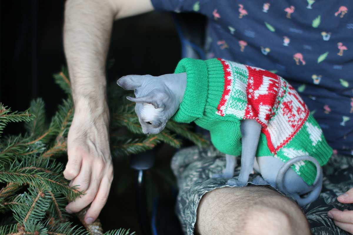 Новогодние приключения 🙂