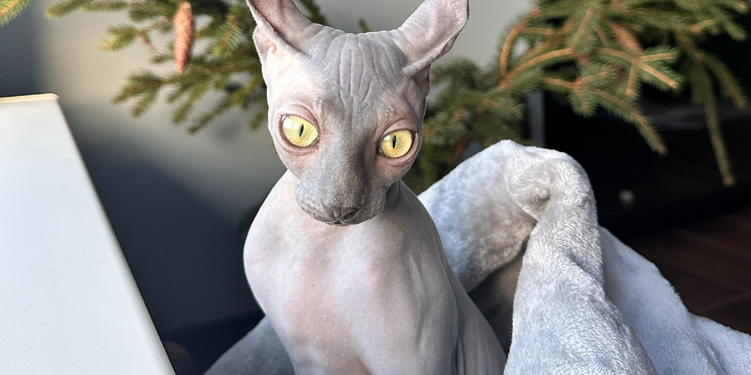 Проверили свой же новогодний гайд на сфинксах. Отчёт по двум кошкам и неочевидные опасности