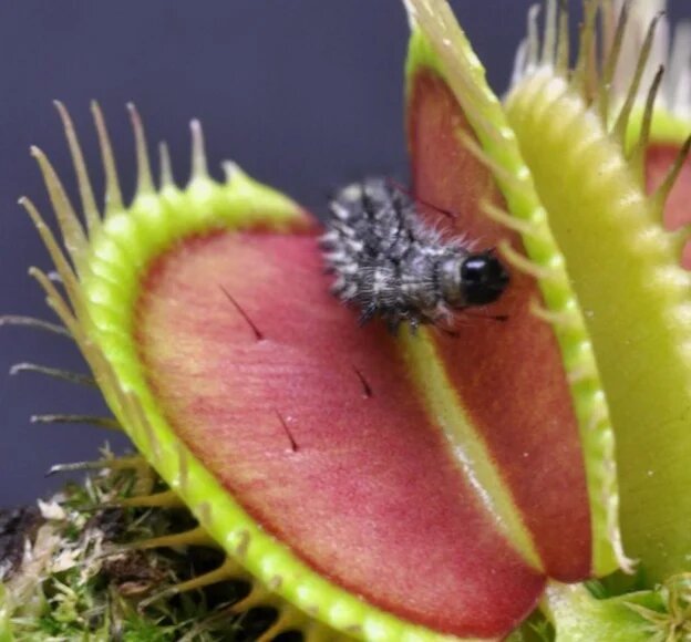 Если задета только одна ресничка, челюсти не захлопнутся