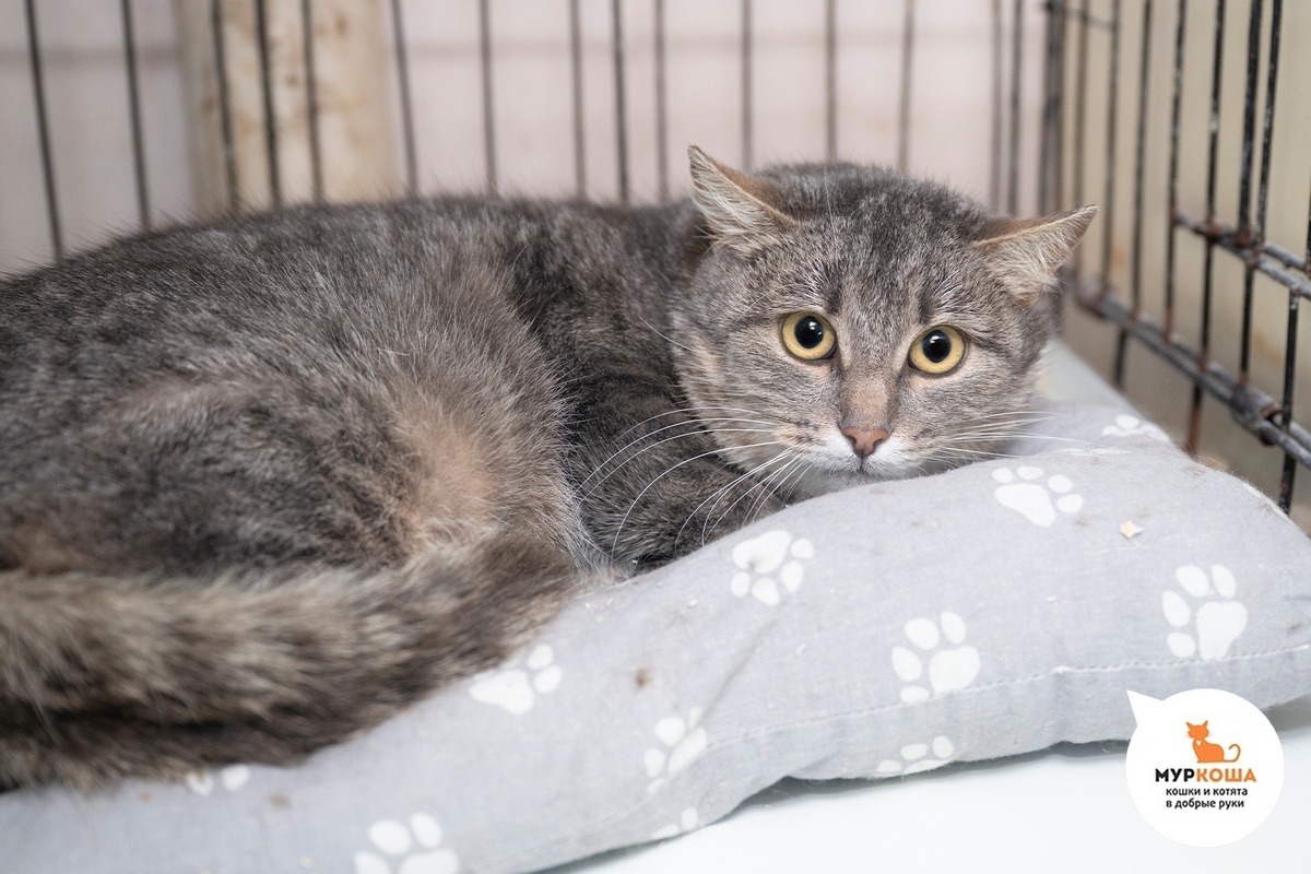 Маюшенька приехала с передержки.