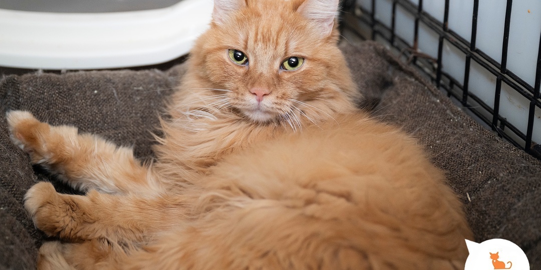 Мечты о чуде в новом году