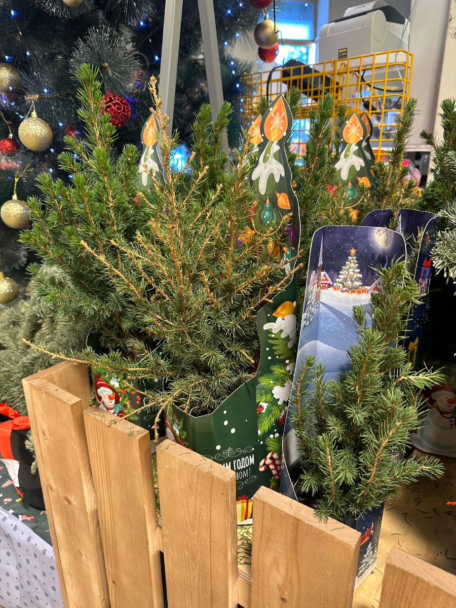 Ели Коника в Пятерочке