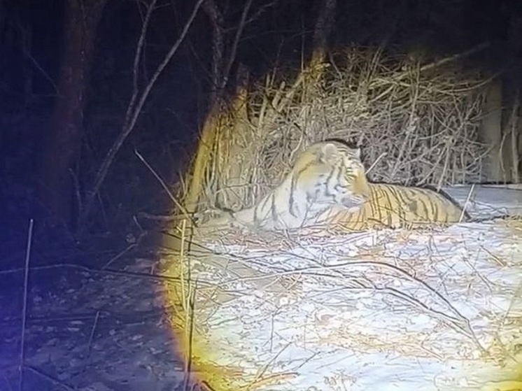     фото: соцсети