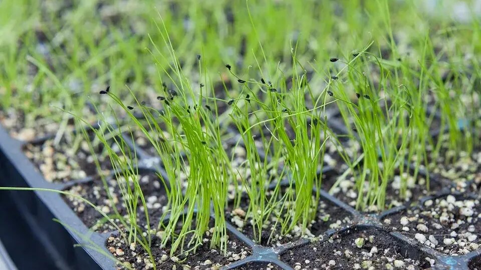 Лук-порей и лук-чернушка на рассаду: раскрываем секрет правильной густоты посева