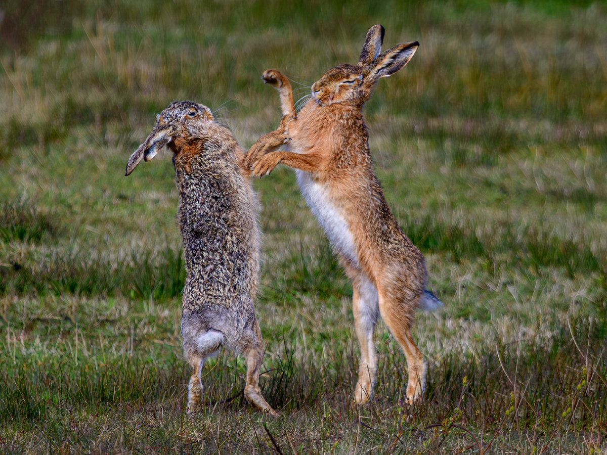 Даже крупный беляк не даст отпор среднему русаку. Фотография: Stephan Sprinz, CC BY 4.0.