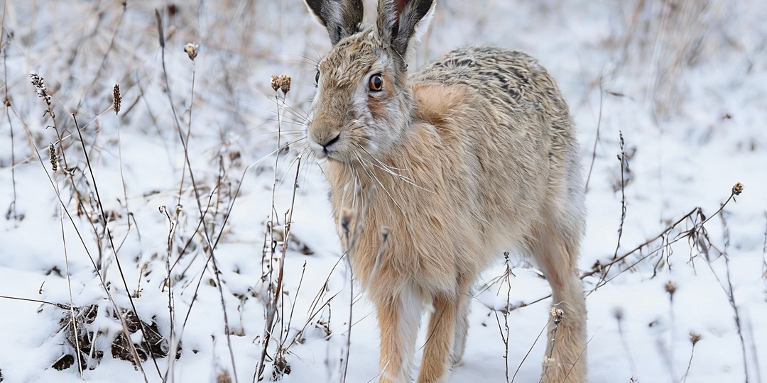 Беляк, русак и тумак: оказалось, что в России живут зайцы-гибриды